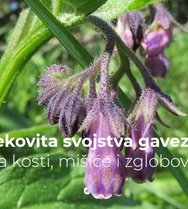 Lekovita svojstva gaveza za kosti, mišiće i zglobove