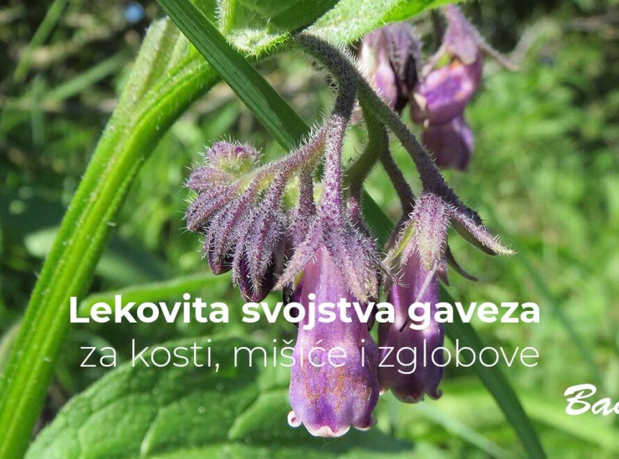 Lekovita svojstva gaveza za kosti, mišiće i zglobove