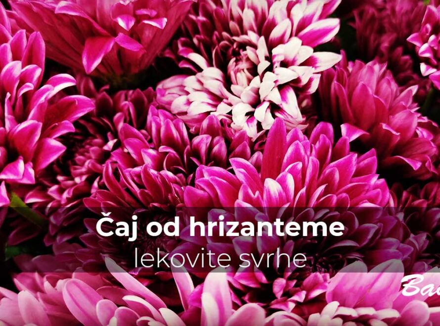 Čaj od hrizanteme - lekovite svrhe