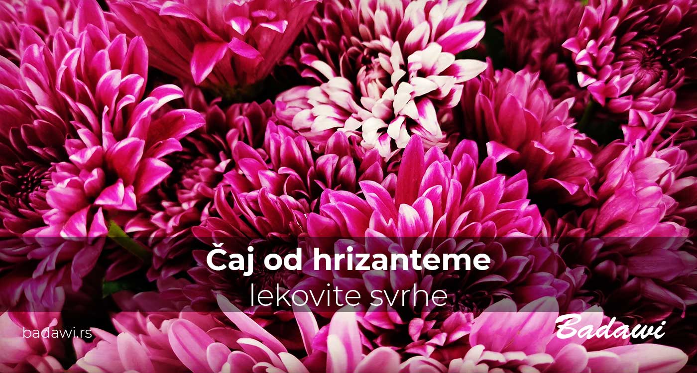 Čaj od hrizanteme - lekovite svrhe