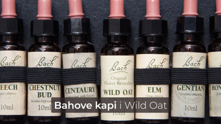 Bahove kapi i Wild Oat • Poliklinika Badawi